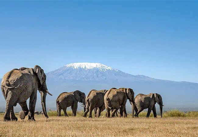 Amboseli National Park is best for Kenya safaris
