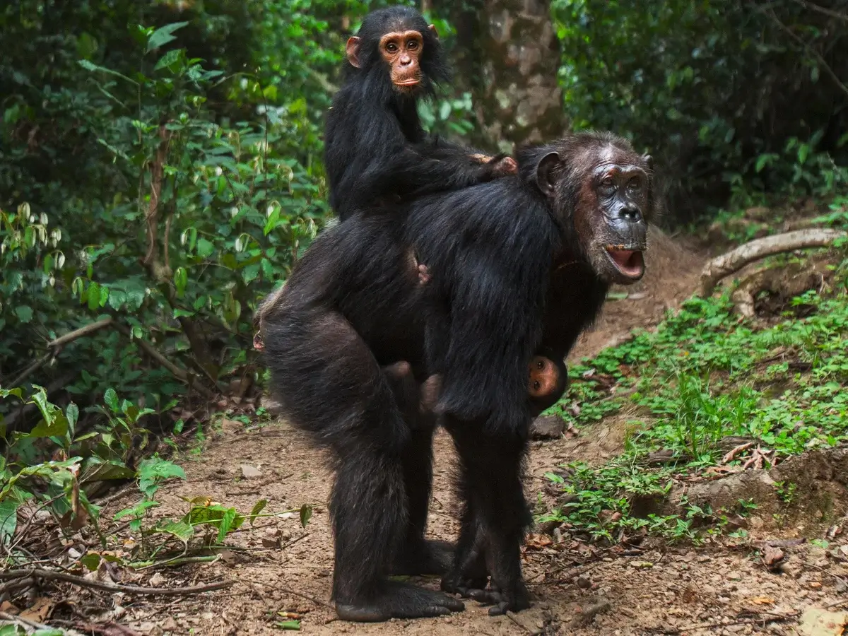 Chimpanzee Trekking in Rwanda