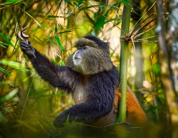 Golden Monkey Vs Gorilla Trekking