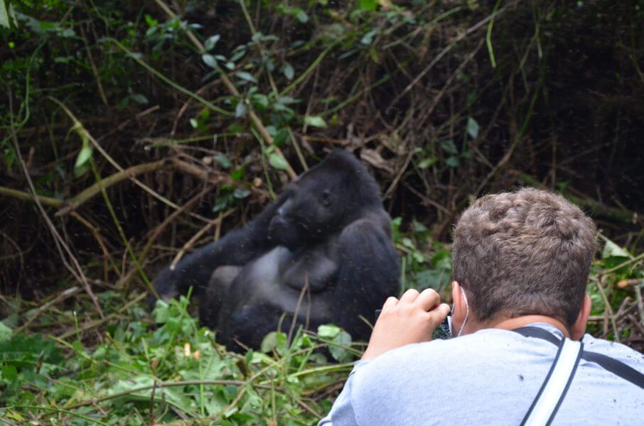 Golden Monkey Vs Gorilla Trekking