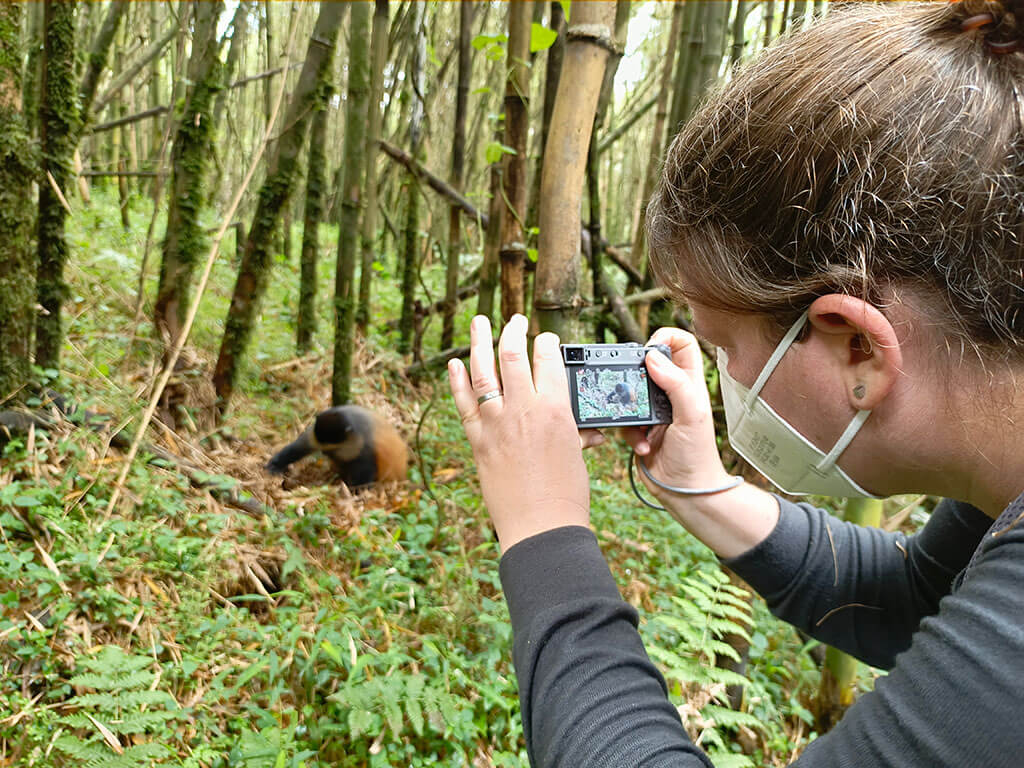 Golden Monkey Tracking Vs Habituation Compare, Cost of Permits