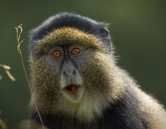 Golden Monkey Tracking Vs Habituation