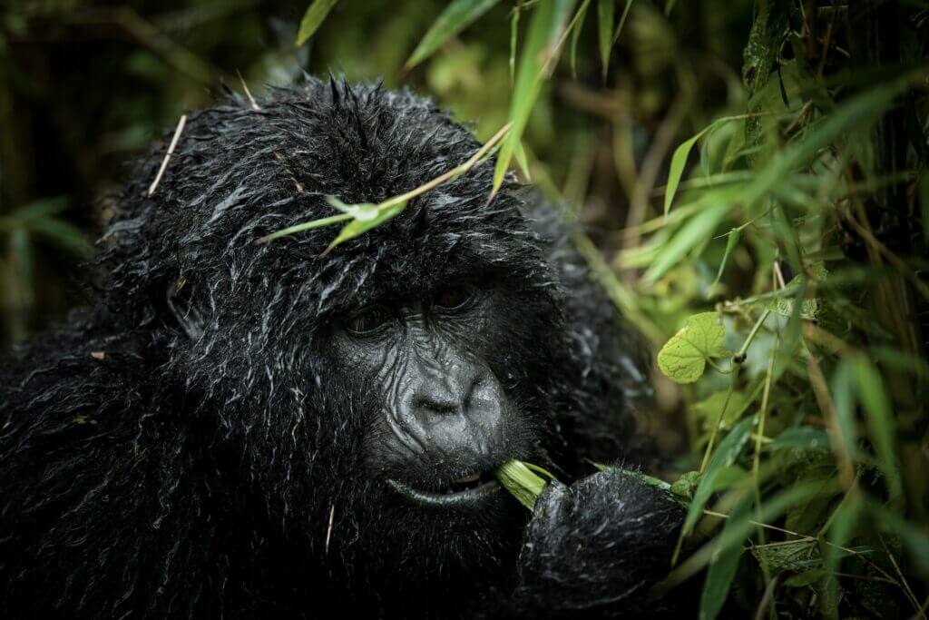 Rwanda Gorilla Trekking Tours in May, Volcanoes National Park, Rwanda Safaris