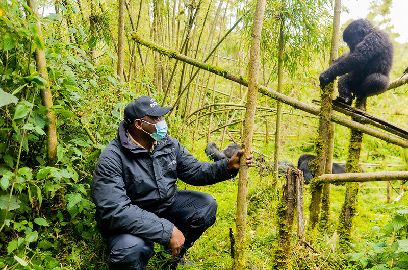 Rwanda Gorilla Trekking Tours in April