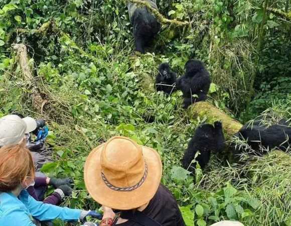 Rwanda Gorilla Trekking Tours in May
