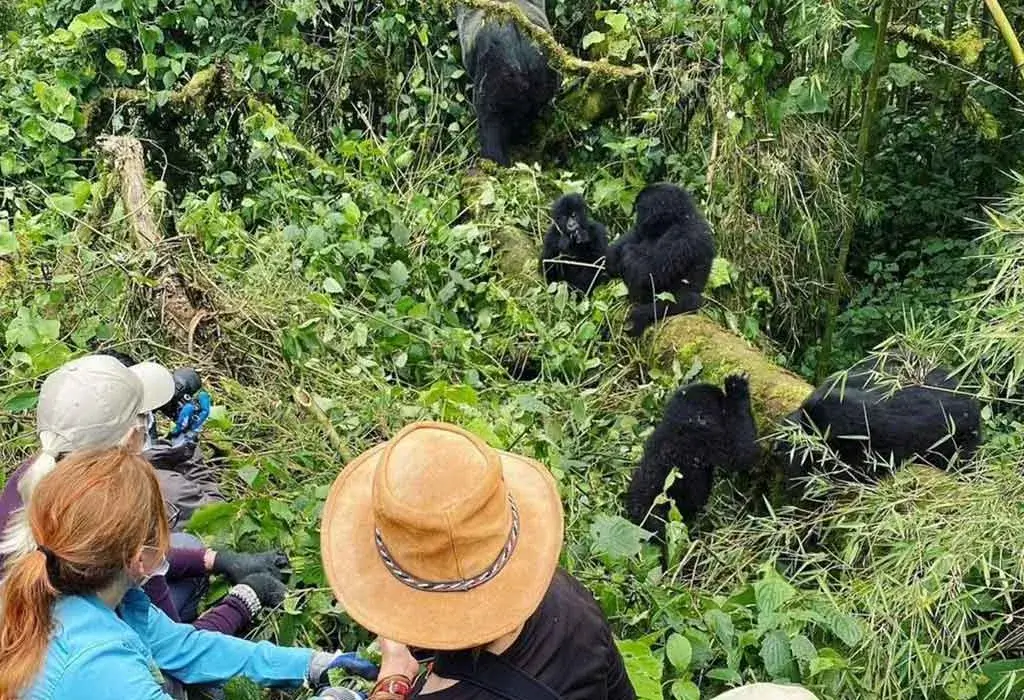 Rwanda Gorilla Trekking Tours in May