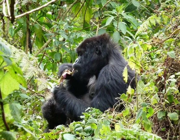 Rwanda Gorilla Trekking in April