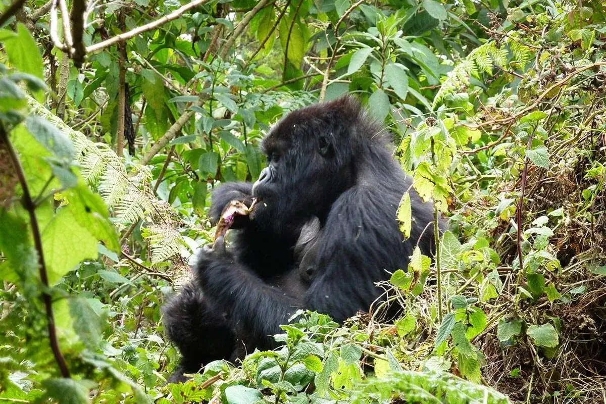 Rwanda Gorilla Trekking in April