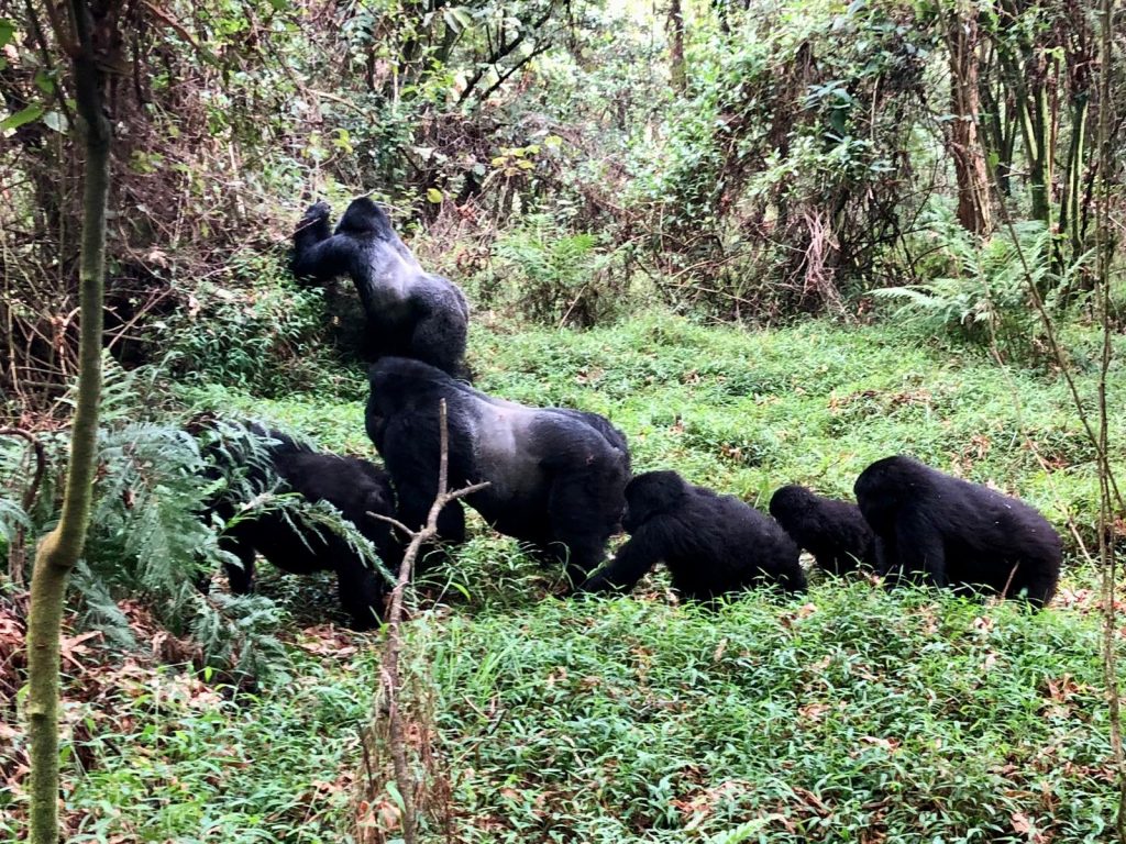 Rwanda Gorilla Trekking Tours in June -Peak Month with Packages