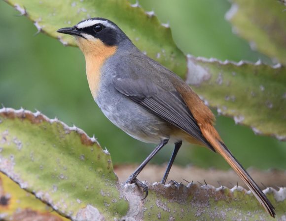 Birding Safaris in Mgahinga National Park