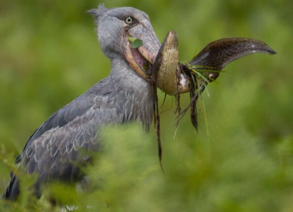 Birding Safaris in Queen Elizabeth National Park