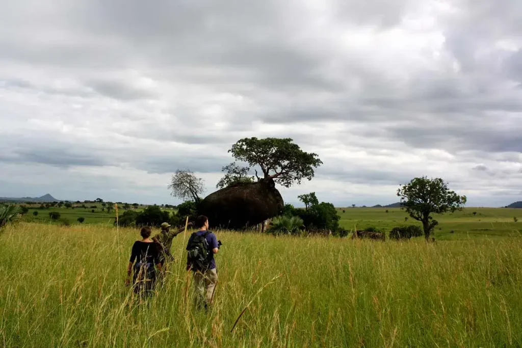 Birding Safaris in Kidepo National Park Uganda with Top Bird Species