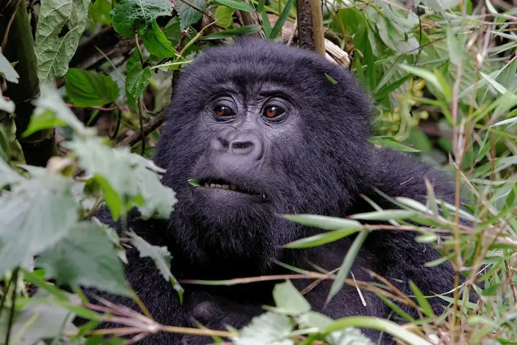 Cheap Rwanda Tour Packages, Gorilla trekking & Rwanda Safaris