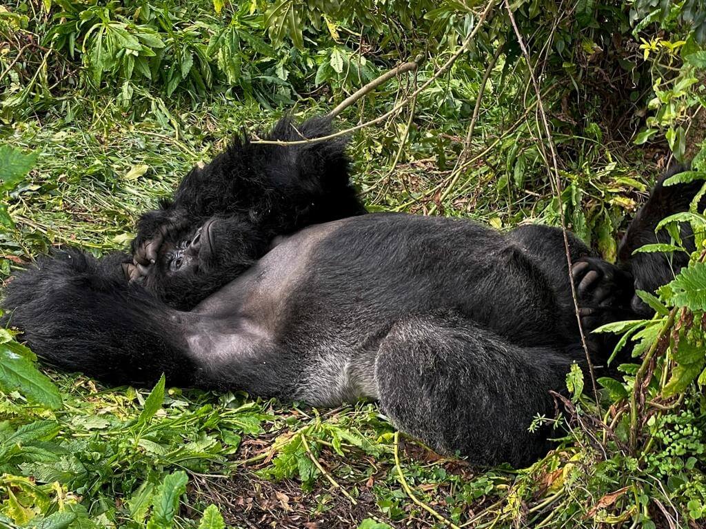 Cheap Tour Packages in Uganda –7 Best Affordable Safari Offers