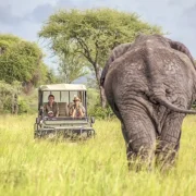 Cheap Tour Packages in Uganda with 7 Best Affordable Safari Offers