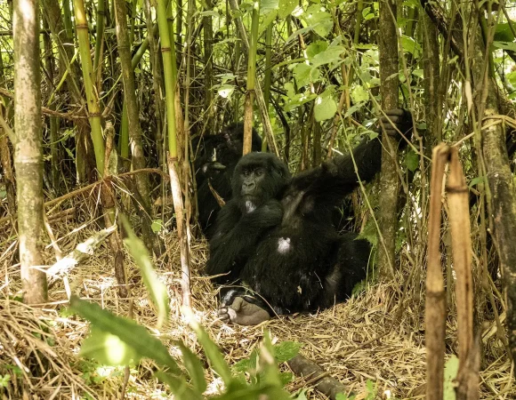 Rwanda Gorilla Trekking Tours in December