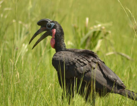Birding Safaris in Murchison Falls