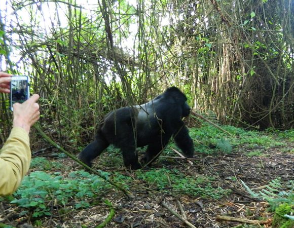 Rwanda Gorilla Trekking Tour in August