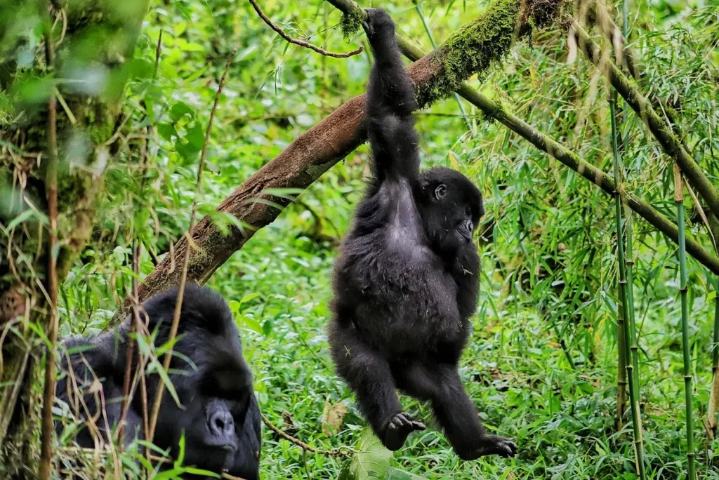 Rwanda Gorilla Trekking Tour in August enjoy Premium Africa Safaris