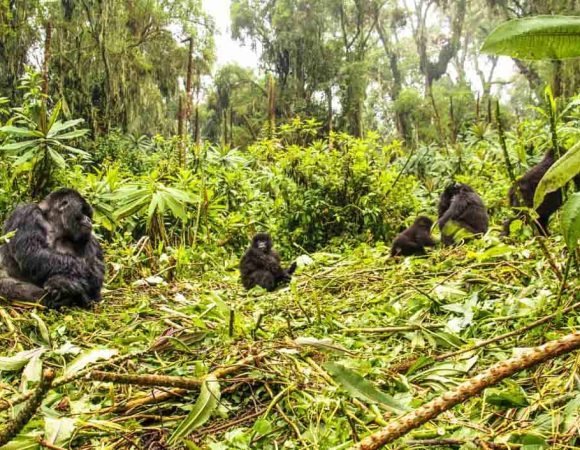 Rwanda Gorilla Trekking Tours in November