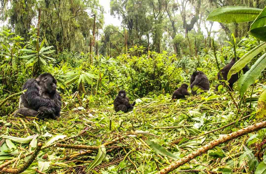 Rwanda Gorilla Trekking Tours in November