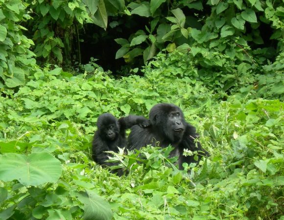 Rwanda Gorilla Trekking Tours in October