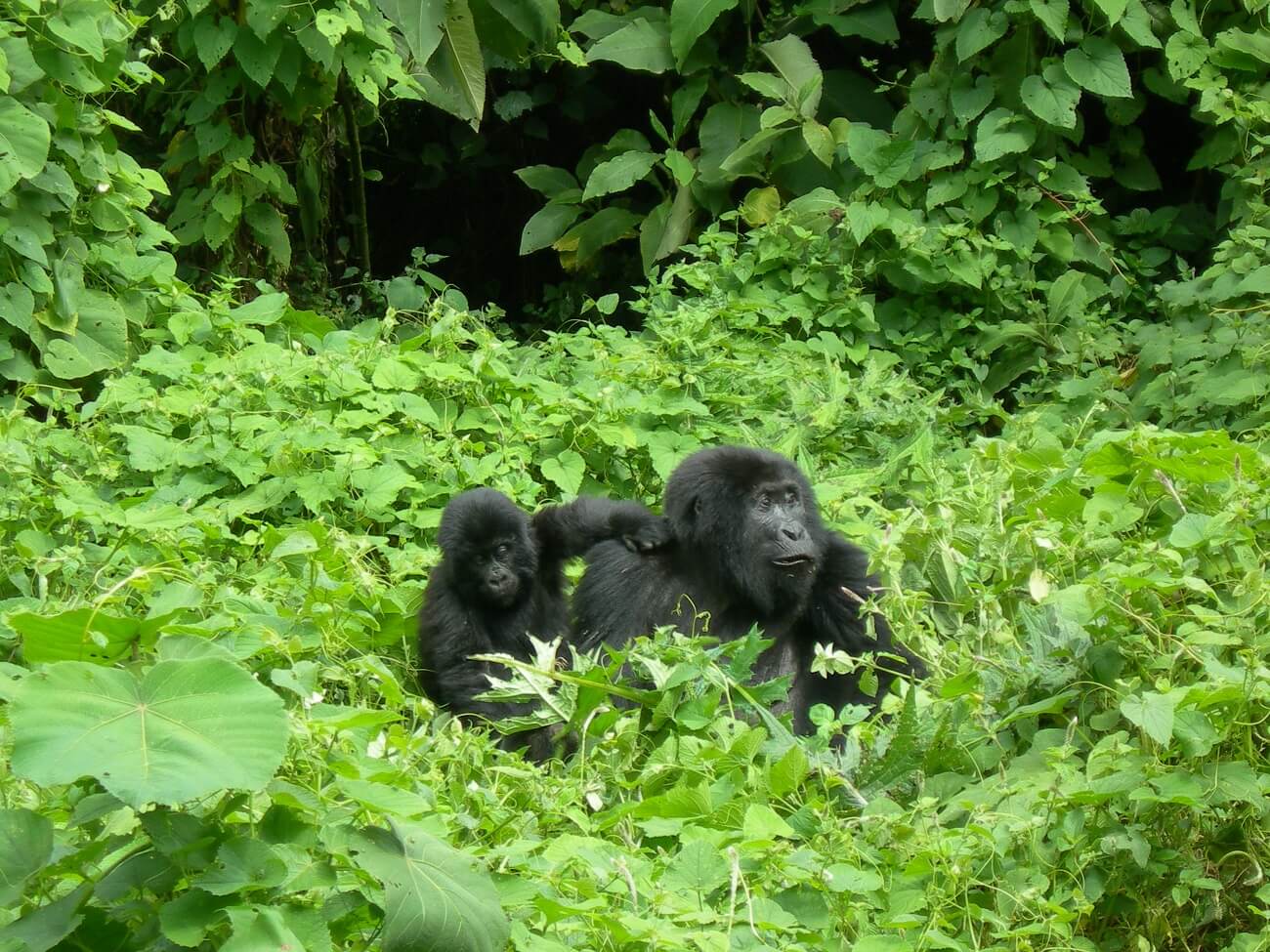 Rwanda Gorilla Trekking Tours in October