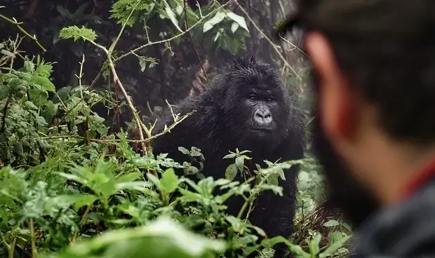 Rwanda Gorilla Trekking Tours in October