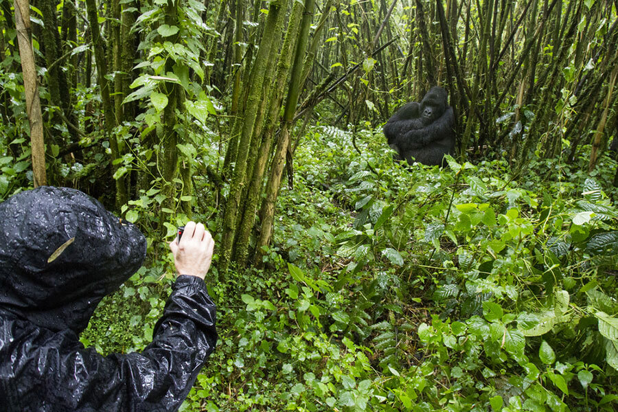 Rwanda gorilla trekking tours in July