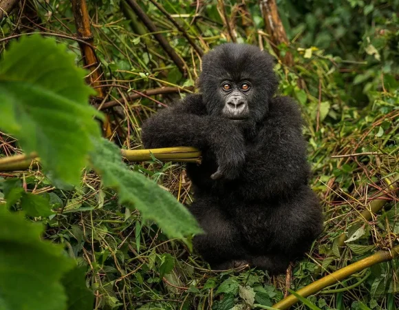 Rwanda Gorilla Trekking Tours in September
