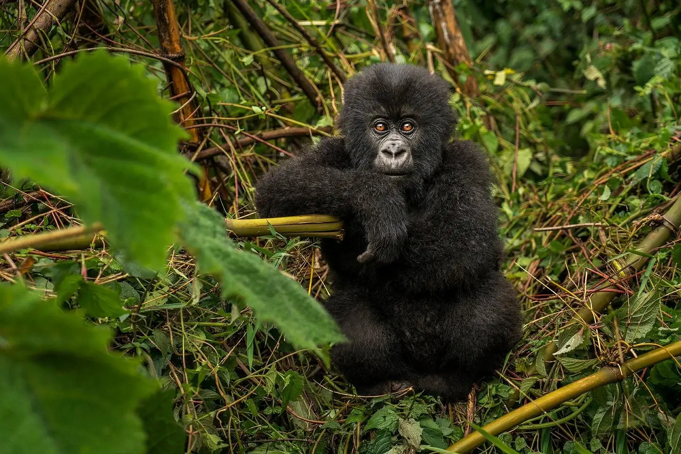 Rwanda Gorilla Trekking Tours in September