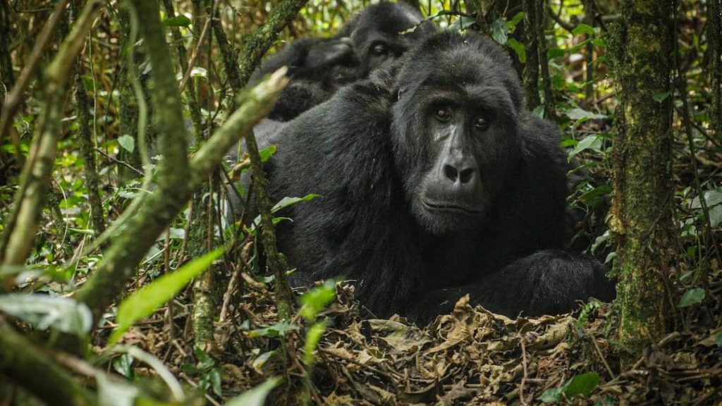 Rwanda gorilla trekking tours in December