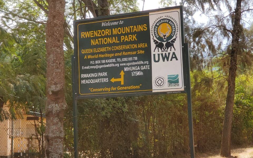 Birding Safaris in Mount Rwenzori National Park with Top Bird Species, bird watching