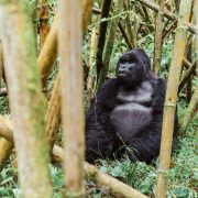 The chances of seeing gorillas in Rwanda