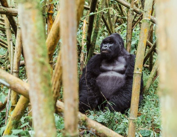 Chances of Seeing Gorillas in Rwanda