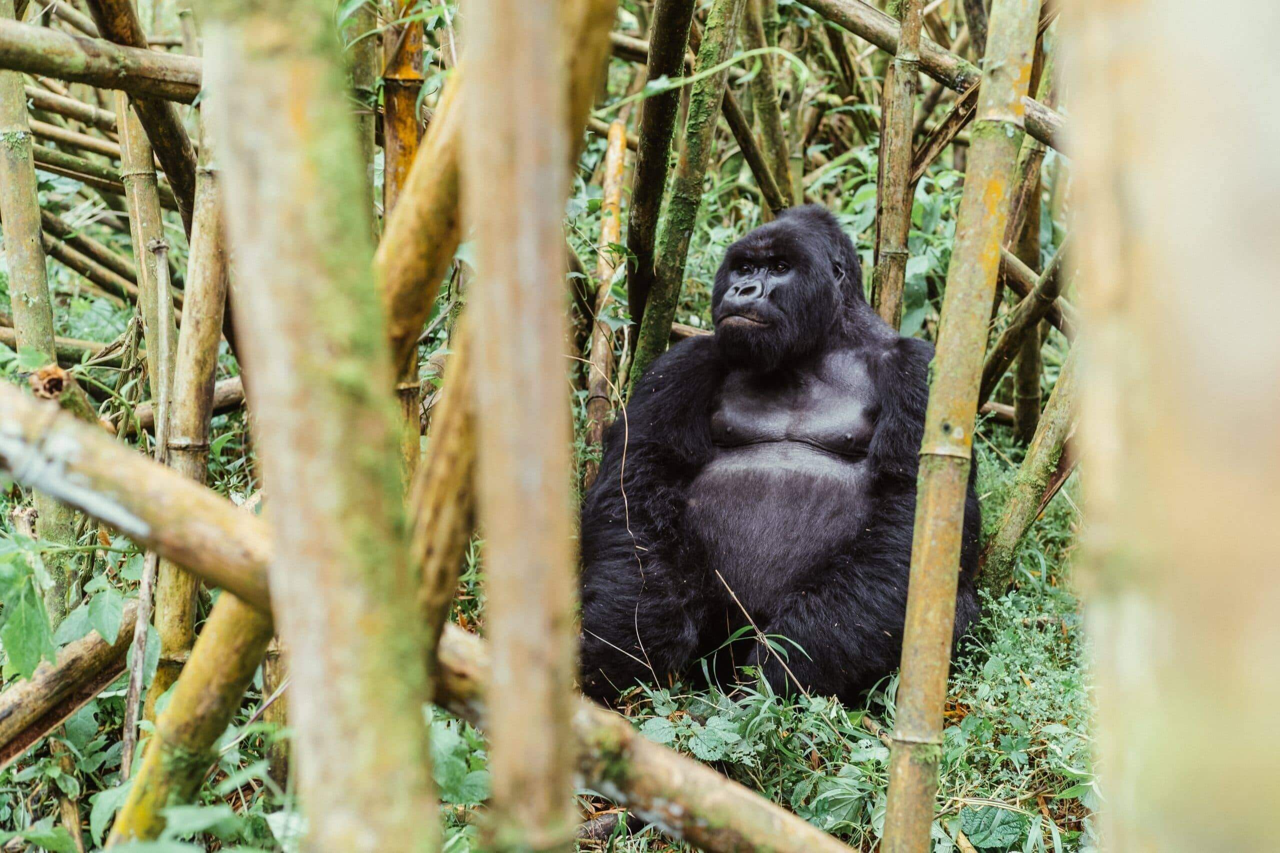 Chances of Seeing Gorillas in Rwanda
