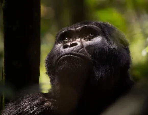 Uganda Gorilla Trekking from United States