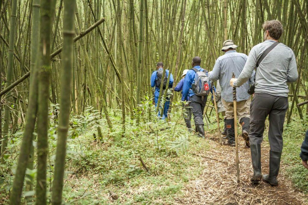 Chances of Seeing Gorillas in Rwanda Offers 98% Success Rate