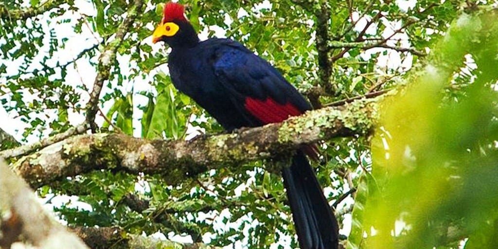 Birding Tours in Nyungwe Forest National Park | Bird Species