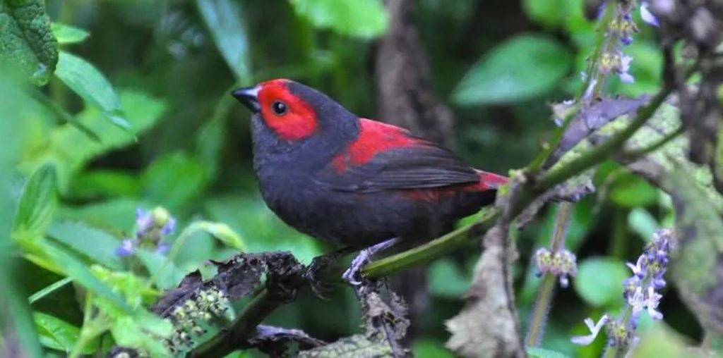 Birding Tours in Volcanoes National Park, Rwanda birding safaris, Bird watching & bird species