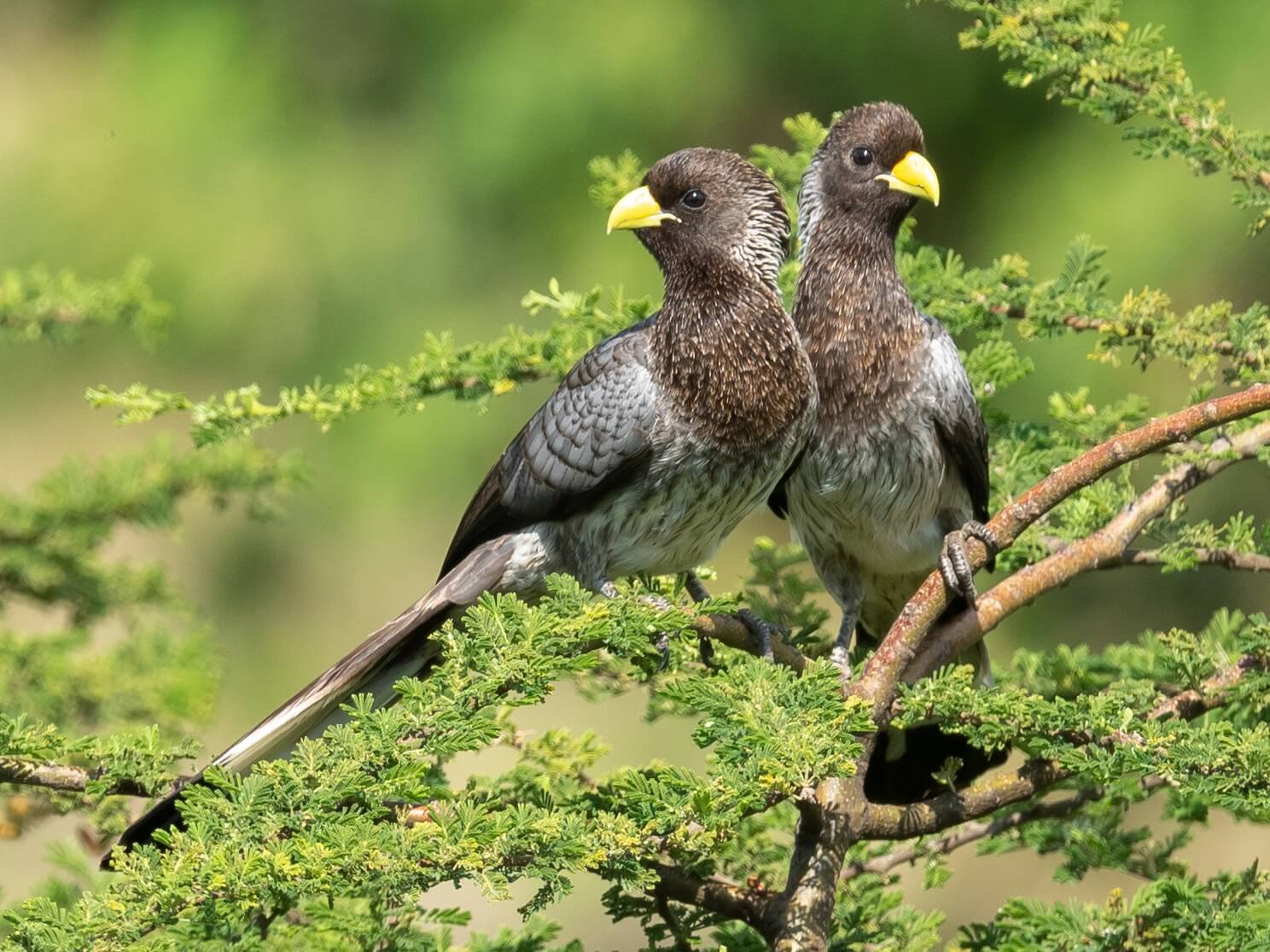 Birding Tours in Akagera National Park
