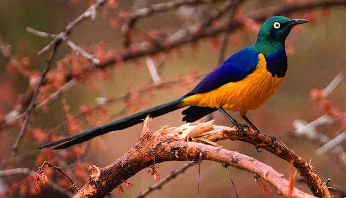Birding Tours in Gishwati-Mukura