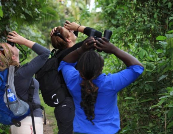 Birding Tours in Nyungwe Forest National Park
