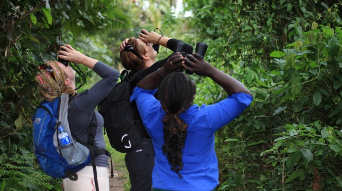 Birding Tours in Nyungwe Forest National Park
