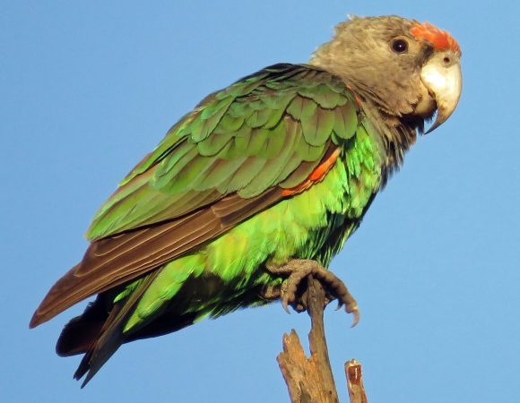 Birding Tours in Volcanoes National Park