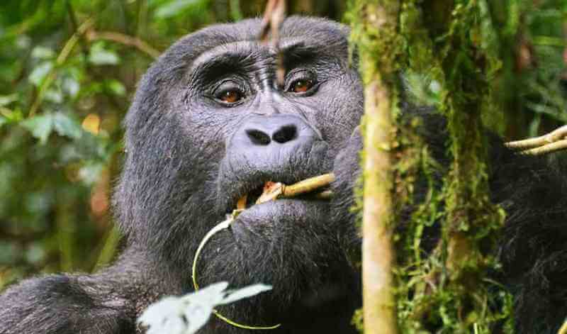 Buhoma Gorilla Trekking Tours from Entebbe