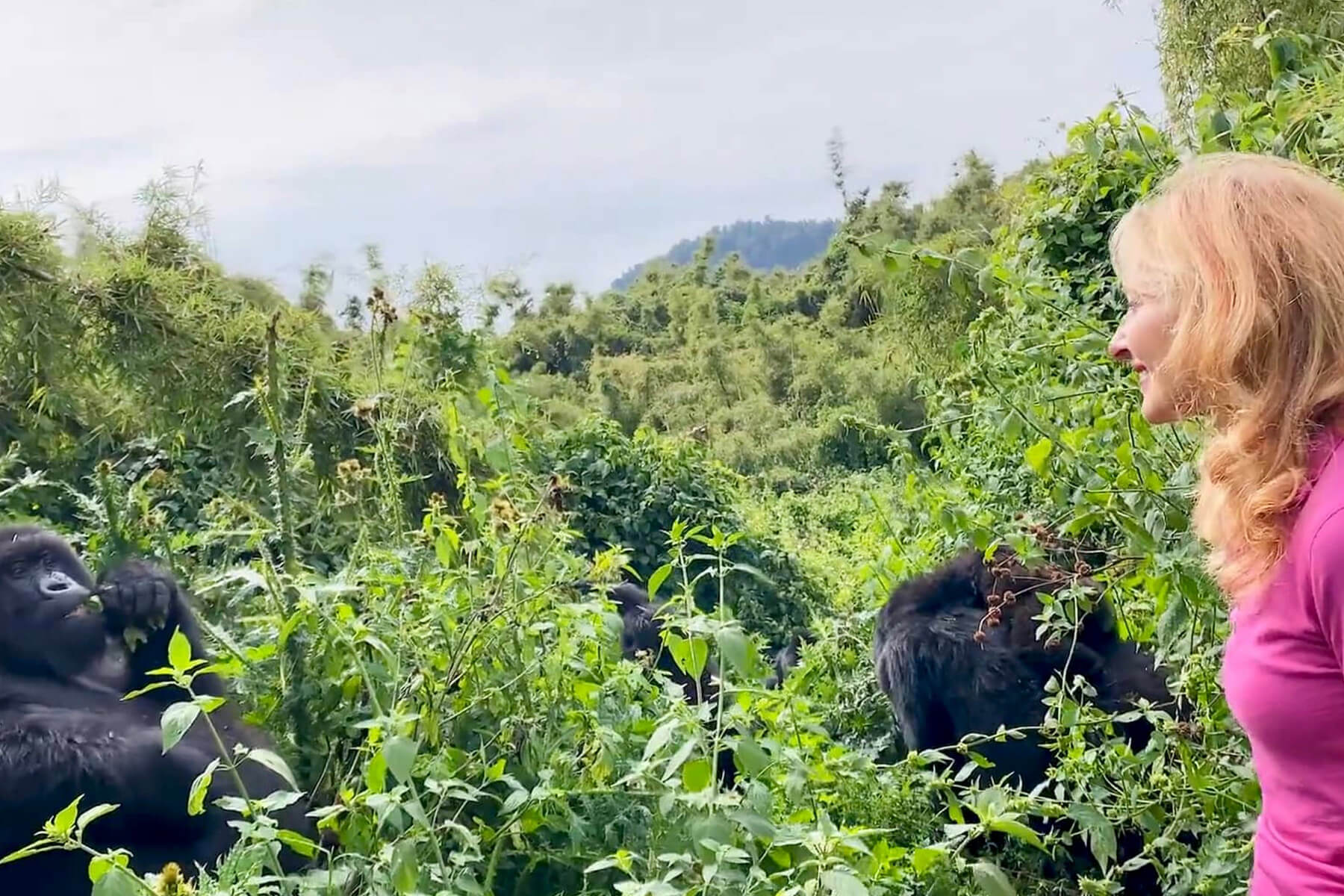 Rwanda Extends Discounted Gorilla Trekking Permits