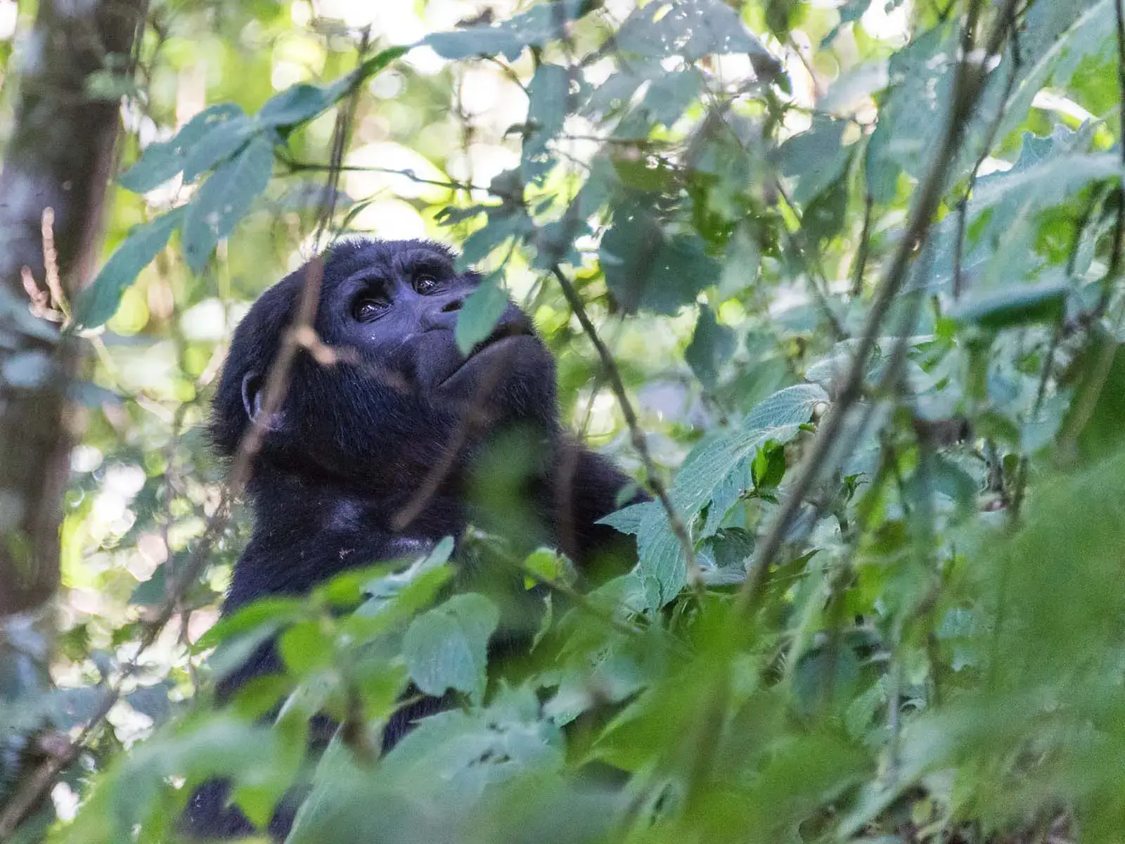 Ruhija Gorilla Trekking Tours from Entebbe