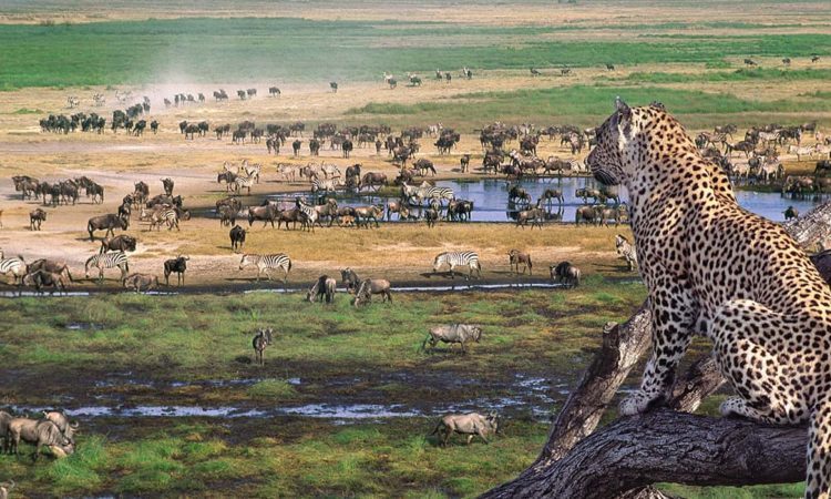 4 Days Ngorongoro Crater Tanzania Safari