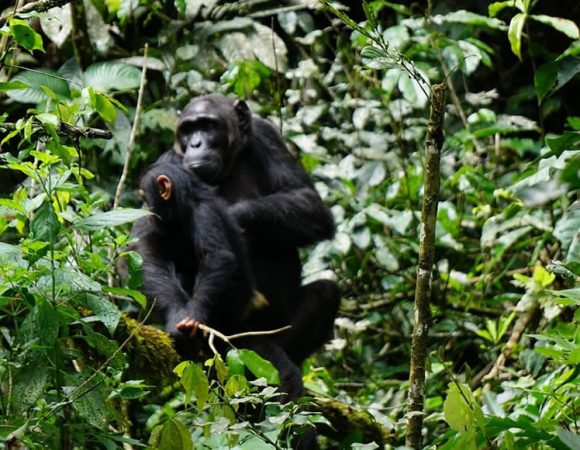 Over 426 Chimpanzees Confirmed in Bwindi Impenetrable Forest